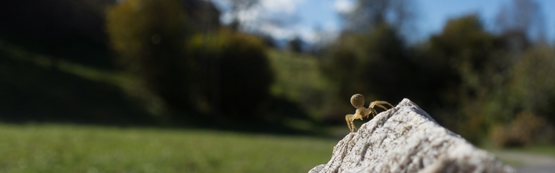 Altweibersommer