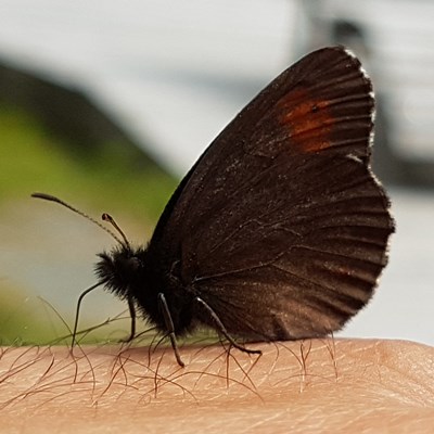 Schmetterling