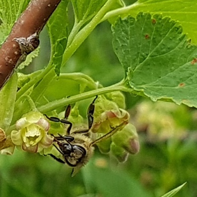 Honigbiene - Carnica