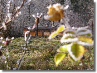 Winterrose