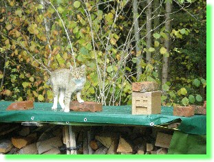 Onkel Kater, der Imker!
