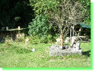 Suchbild: 3 Apideas, 2 Rehe, 1 Kater