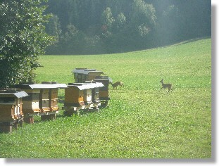 Suchbild Rehe