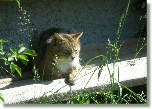 Kater Mikesch