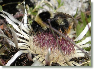 Hummel tankt auf