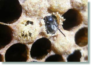 Bienenbabies