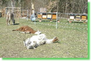 Lamas mal anders