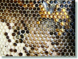 Pollen, Honig, Larven, Brut