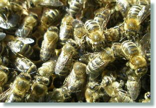 Bienensalat