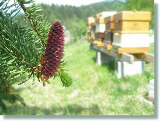 Waldbeobachtung