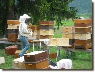 Imkerarbeit