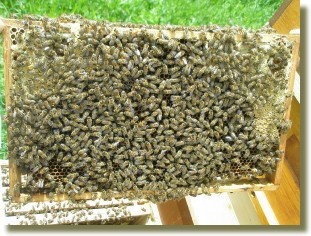 Rätsel: Wieviele Bienen sind hier zu sehen?