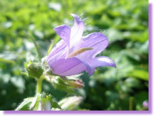 Glockenblume