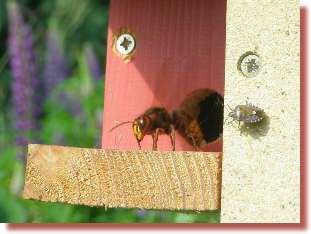 Hornisse und Wanze