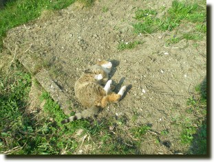 Kater Mikesch auf Sommerfrische