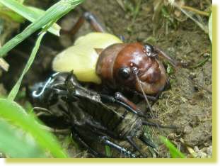 Besucher am Bienenstand - Maulwurfsgrille