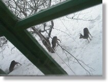 Rehe vor dem Küchenfenster