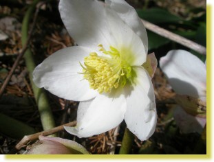 Schneerosenpollen
