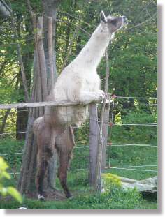 Unser Lama fängt einen Schwarm
