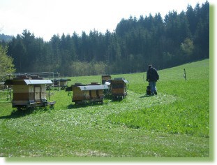 Balkenmher