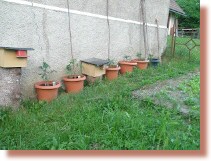 Tomatenpflanzen sind im Mai noch klein