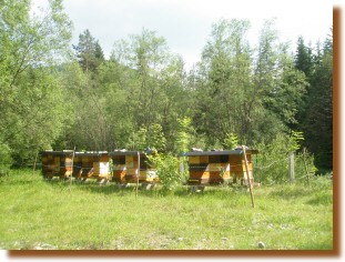 Wanderstandort auf der Alm