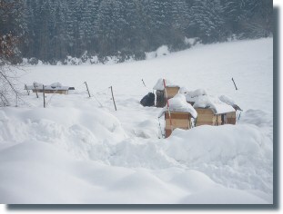 Heimstandort im Winter