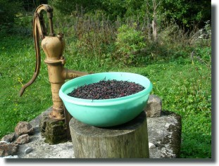 Hollabeeren für den Likör