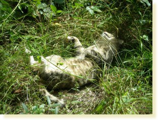 Kater ist KO, ansonsten alles OK