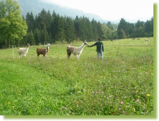 Lamas gehen spazieren
