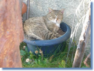 Die Topfkatze höchstpersönlich